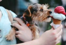Dog bar Bark Social opens in Bethesda