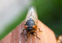 Cicadas are coming to Montgomery County, Maryland