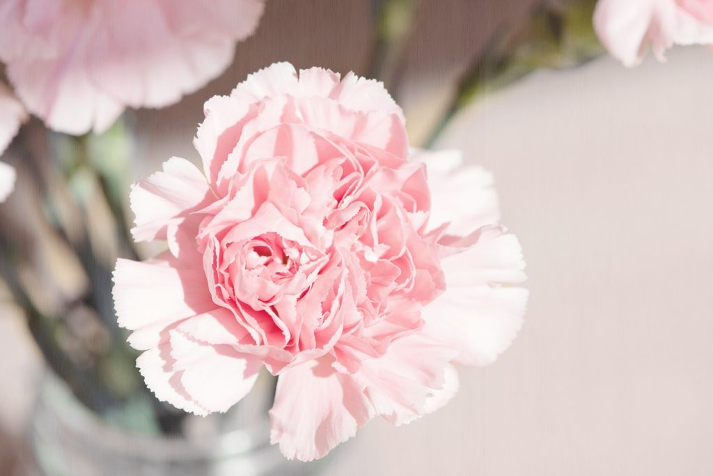 Carnations are the official flower of Mother's Day