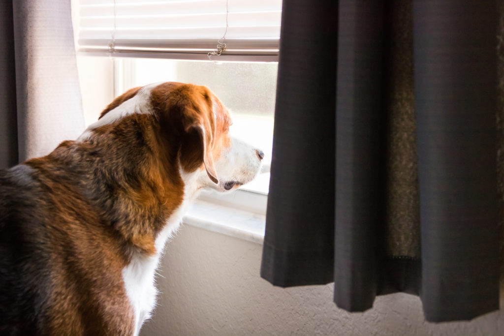 A Beagle mix hound dog is standing indoors by a big window with the curtaain and shutters open. The dog is looking through the window into the outdoors. Close up side view.