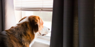 A Beagle mix hound dog is standing indoors by a big window with the curtaain and shutters open. The dog is looking through the window into the outdoors. Close up side view.