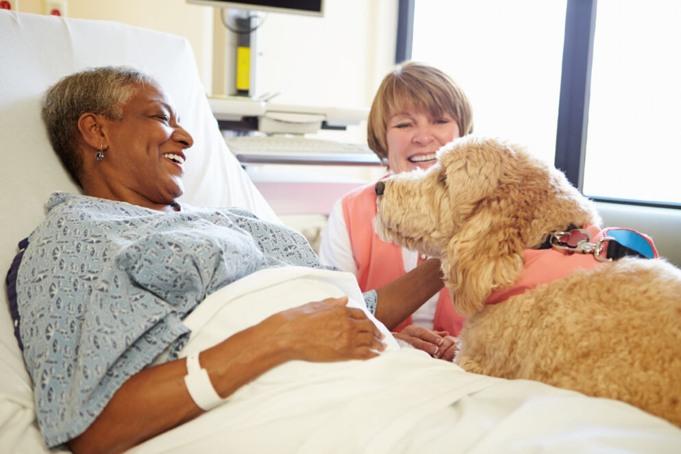 Stock photo of a goldendoodle meeting an older person lying in a hospital bed. The patient has a big smile on her face. There is a woman behind the dog with short hair.