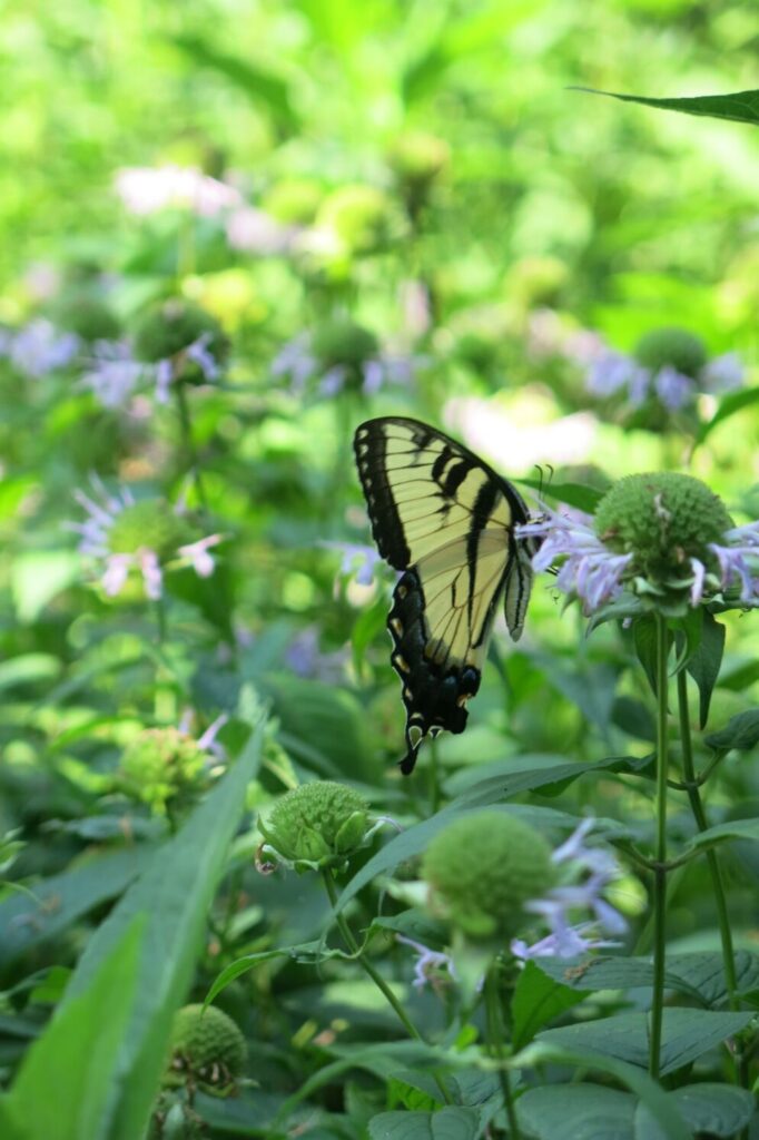 Close-up of a black and yellow butterfly on a flower. The entire background is greenery. 