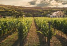 8 Great Wine Spots in the Mid-Atlantic