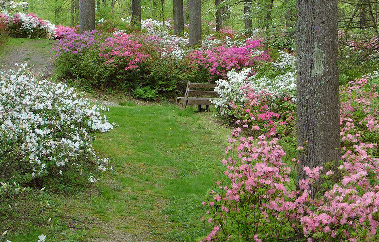 Photo of a grassy green path between bushes of pink and white azaleas.
