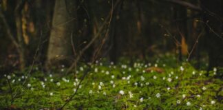 Stock photo of small white wildflowers blooming out of greenery in the woods.