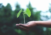 Stock photo of a person holding a green tree sapling in the palm of their hand outside.