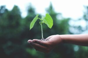 Stock photo of a person holding a green tree sapling in the palm of their hand outside.