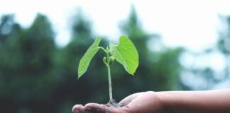 Stock photo of a person holding a green tree sapling in the palm of their hand outside.
