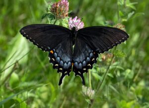Stock photo of a black butterfly atop a pink flower.