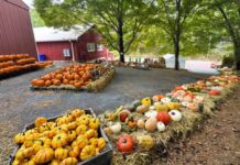 Pumpkin Carving, Harvest Fest and More: Oct. 1–5 Photo of yellow and orange pumpkins in large bins and rest atop bales of hay at an orchard. There is a red barn building in the background.