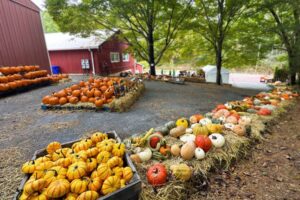 Photo of yellow and orange pumpkins in large bins and rest atop bales of hay at an orchard. There is a red barn building in the background.