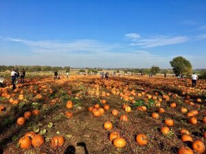 Photo of a pumpkin patch with rows of medium-large pumpkins in an orchard.