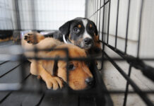 Montgomery County Animal Shelter Over Capacity With Dogs Photo of two puppies lying in a cage looking forlorn. One is light brown and the other is black and white.