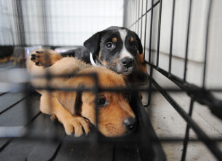 Photo of two puppies lying in a cage looking forlorn. One is light brown and the other is black and white.