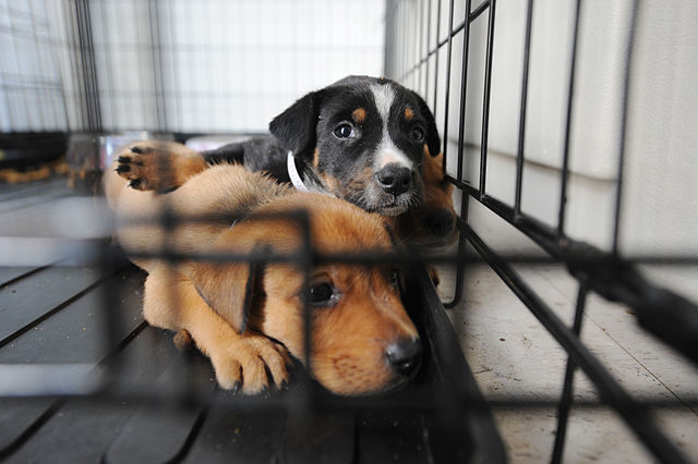 Montgomery County Animal Shelter Over Capacity With Dogs - Montgomery ...