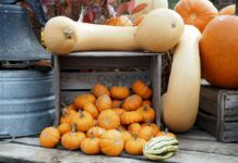 Pumpkin Patch Picnic, Harvest Fests and More: Oct. 25–26 Stock photo of orange mini pumpkins and gourds on a wooden platform.