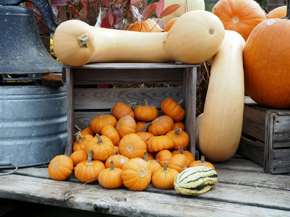 Stock photo of orange mini pumpkins and gourds on a wooden platform.