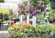 From native perennials to ready-made pots: Spring gardening trends take root