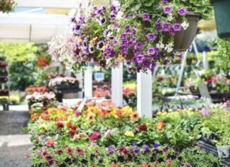 From native perennials to ready-made pots: Spring gardening trends take root