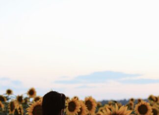 A man in a sunflower field