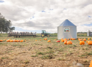 9 Maryland farms and pumpkin patches to check out this fall