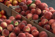 Things to Do This Weekend in Montgomery County (Aug. 21-23) Peaches