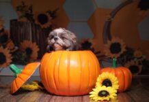 Things to Do This Weekend in Montgomery County (Oct. 24-25) Dog in a pumpkin