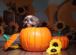Things to Do This Weekend in Montgomery County (Oct. 24-25) Dog in a pumpkin